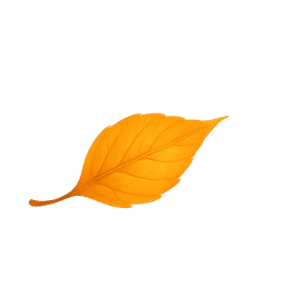 leaf